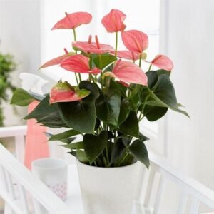 Pink Anthurium Plant – Philippines