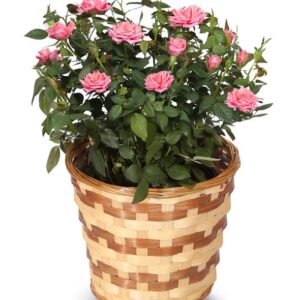 Pretty Pink Rose Plant – Philippines
