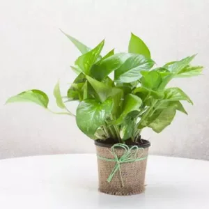 Classic Money Plant – Philippines
