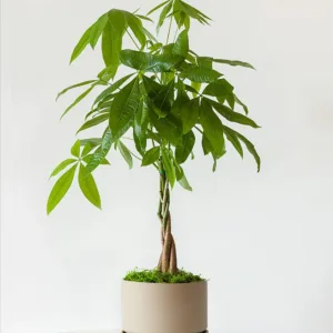 Braided Money Tree – Philippines