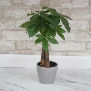 Money Tree – Philippines